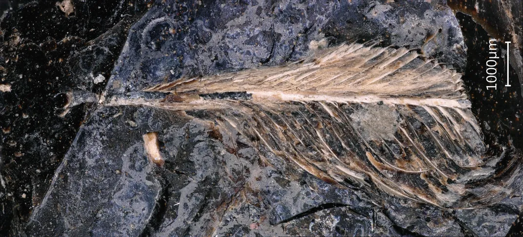 A fossilized feather