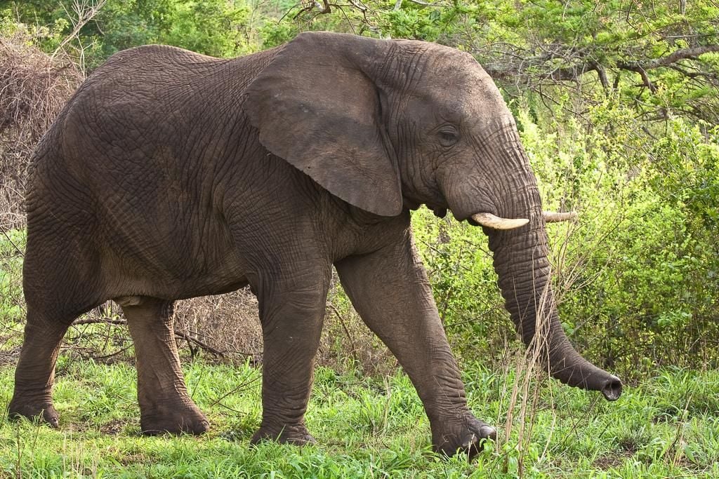 African Elephant