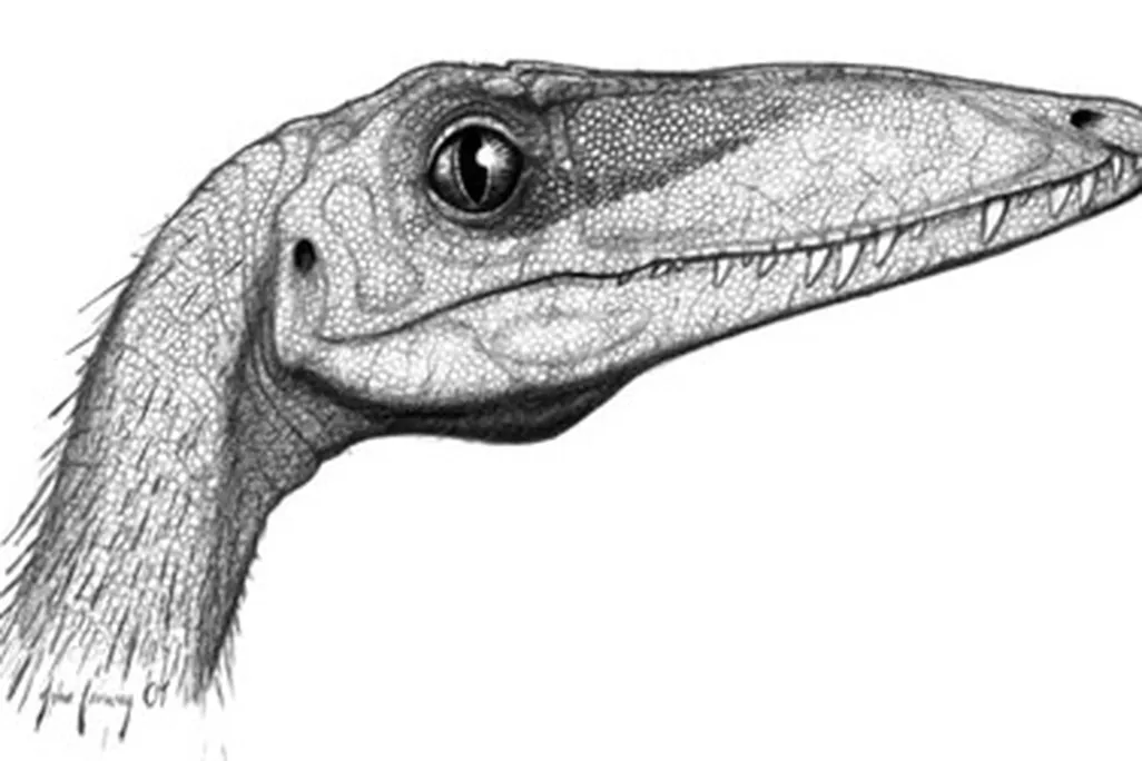 The head of Coelophysis - a close relative of Camposaurus - as restored by John Conway
