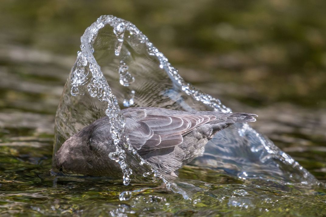 An American Dipper splashes into a river, mostly obscured by the water