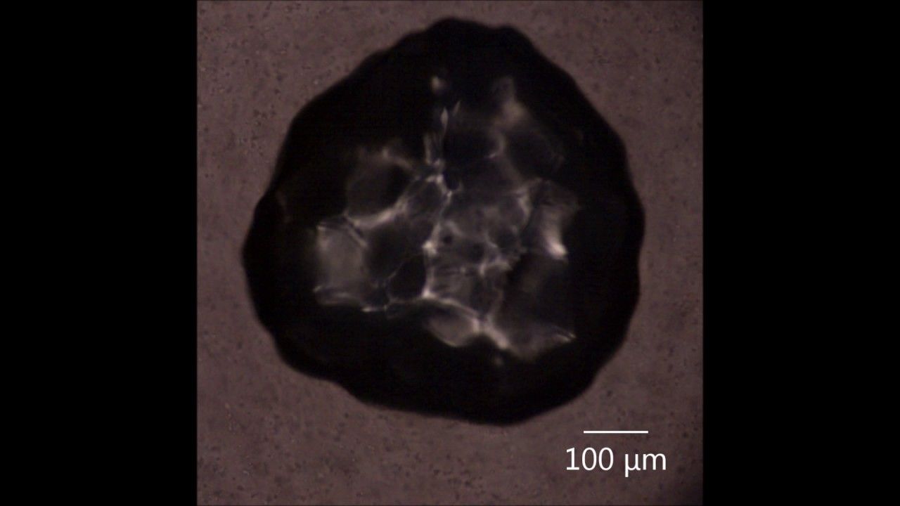 Preview thumbnail for Simulating Bubbles in the Brain
