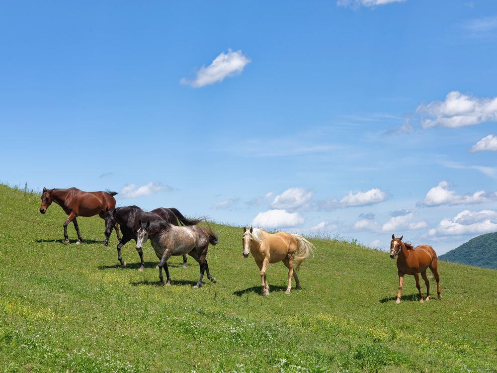 Domestic horses' mysterious origins may finally be revealed