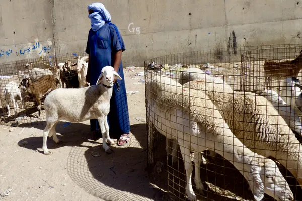 A Sheep, Fancy and Alert, at an Animal Market of Ghardaia, Algeria thumbnail