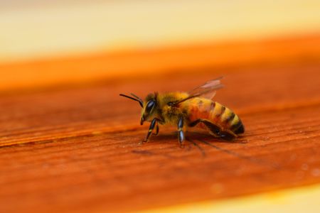 European honeybees are used by commercial beekeepers worldwide to pollinate crops and produce honey. 