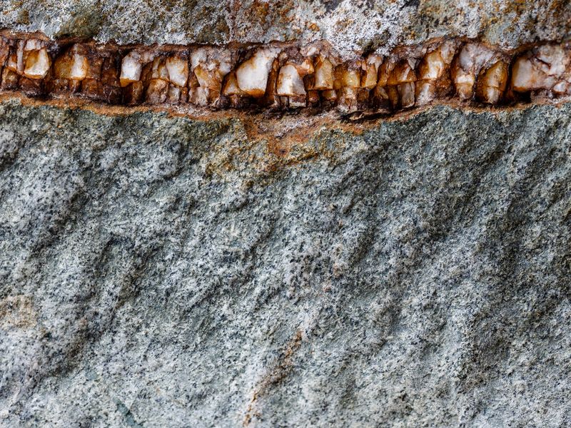 Teeth in the stone Smithsonian Photo Contest Smithsonian Magazine