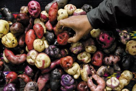 Although the potato is now associated with industrial-scale monoculture, the International Potato Center in Peru has preserved almost 5,000 varieties.