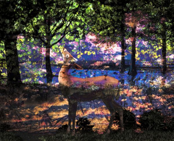 Backyard Fantasy thumbnail