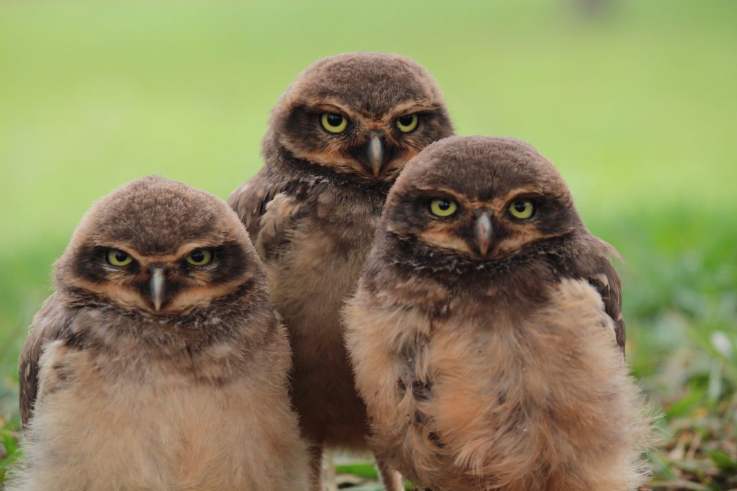 Owl cubs | Smithsonian Photo Contest | Smithsonian Magazine
