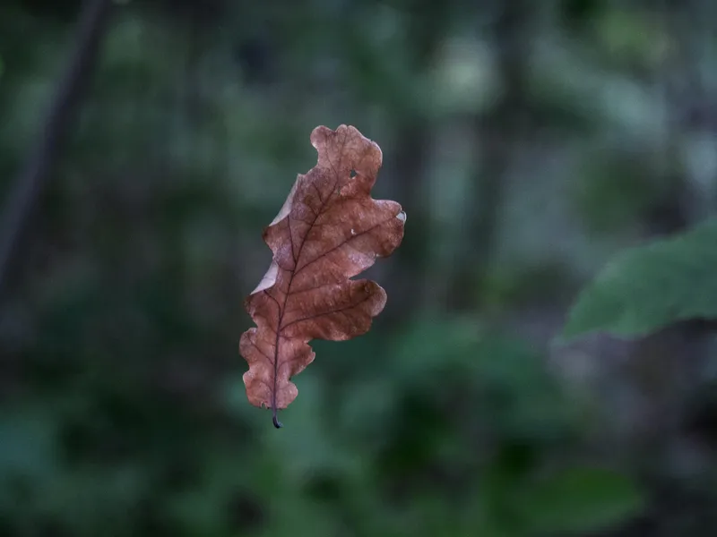A Leaf Floating in the Air Smithsonian Photo Contest Smithsonian