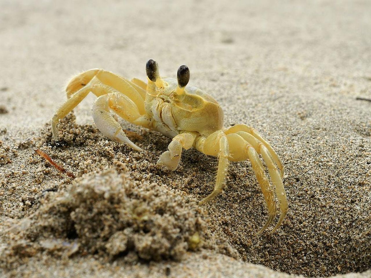 Ghost Crabs Use Teeth in Their Stomachs to Ward Off Predators, image size:1280x960