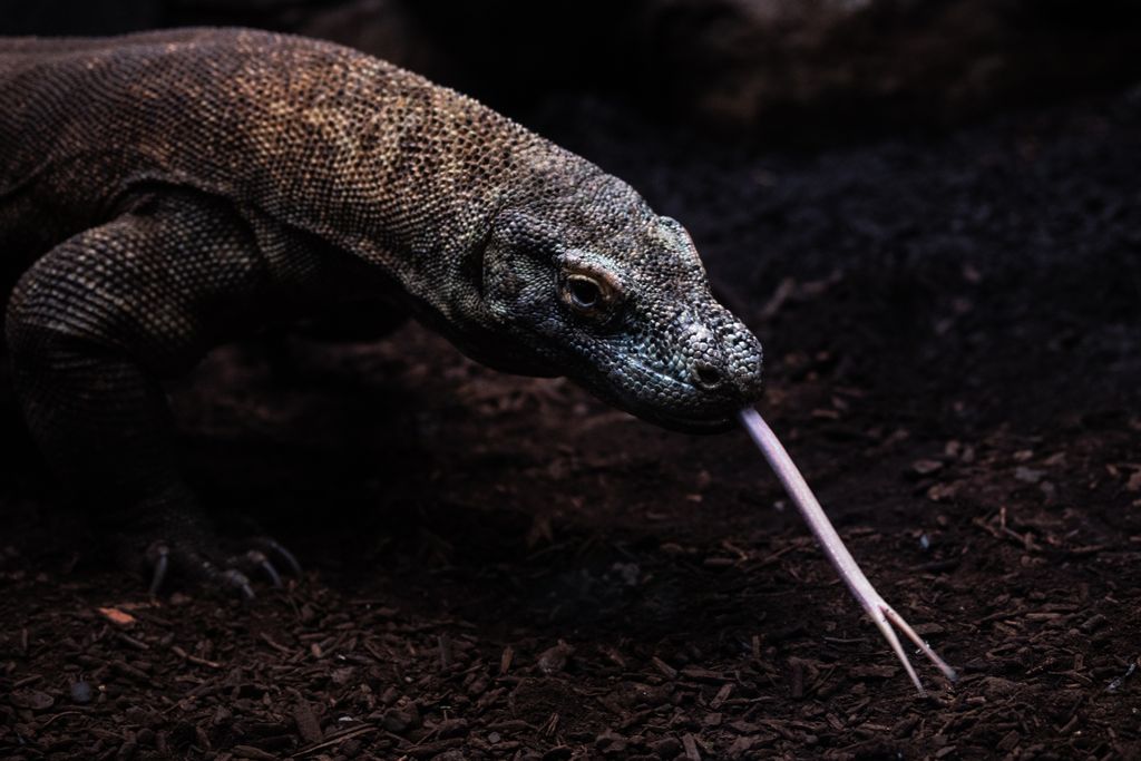 A Komodo dragon sticking out its forked tongue