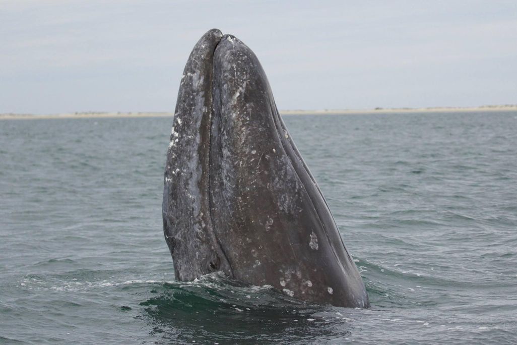 Gray whale