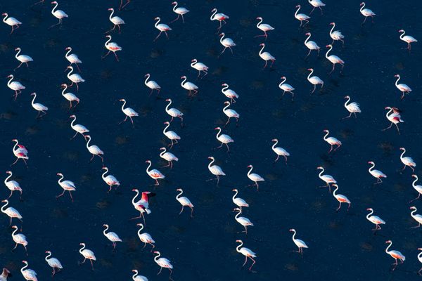 White flamingos thumbnail