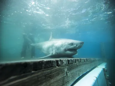 Scientists know very little about the social behaviors of great white sharks, but they&#39;re trying to learn more.