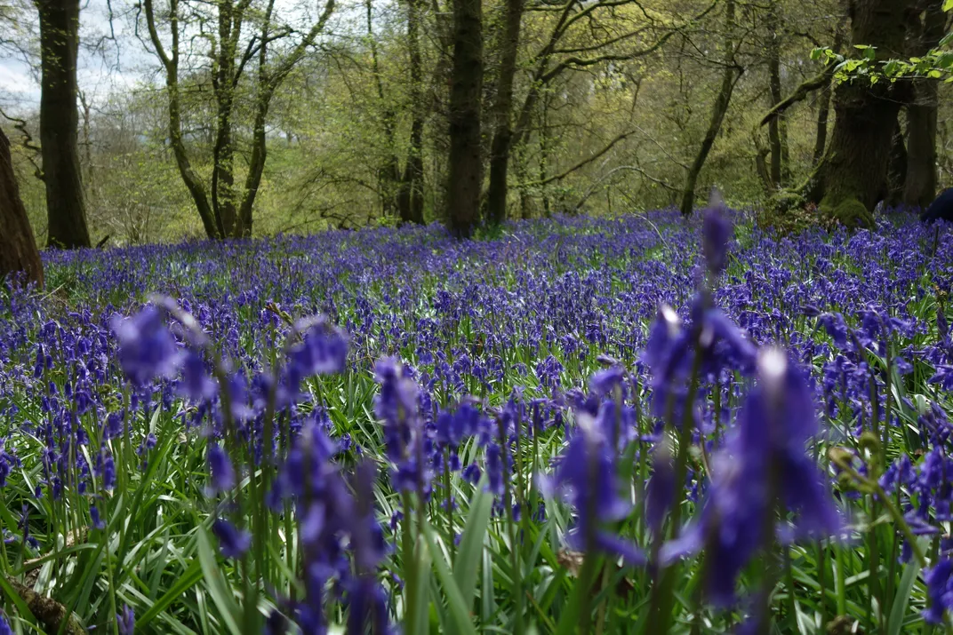 Bluebells in Wiltshire, England