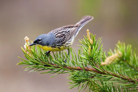 The Kirtland’s warbler is one of North America’s most endangered bird species.
 
