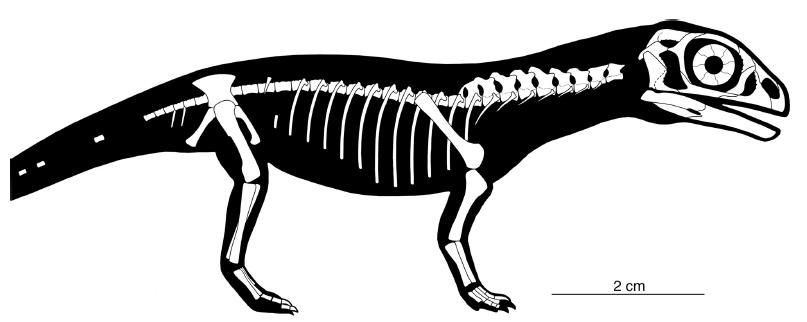 20110520083301Massospondylus-skeleton.jpg