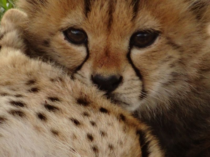 Cute! Very Cute... | Smithsonian Photo Contest | Smithsonian Magazine