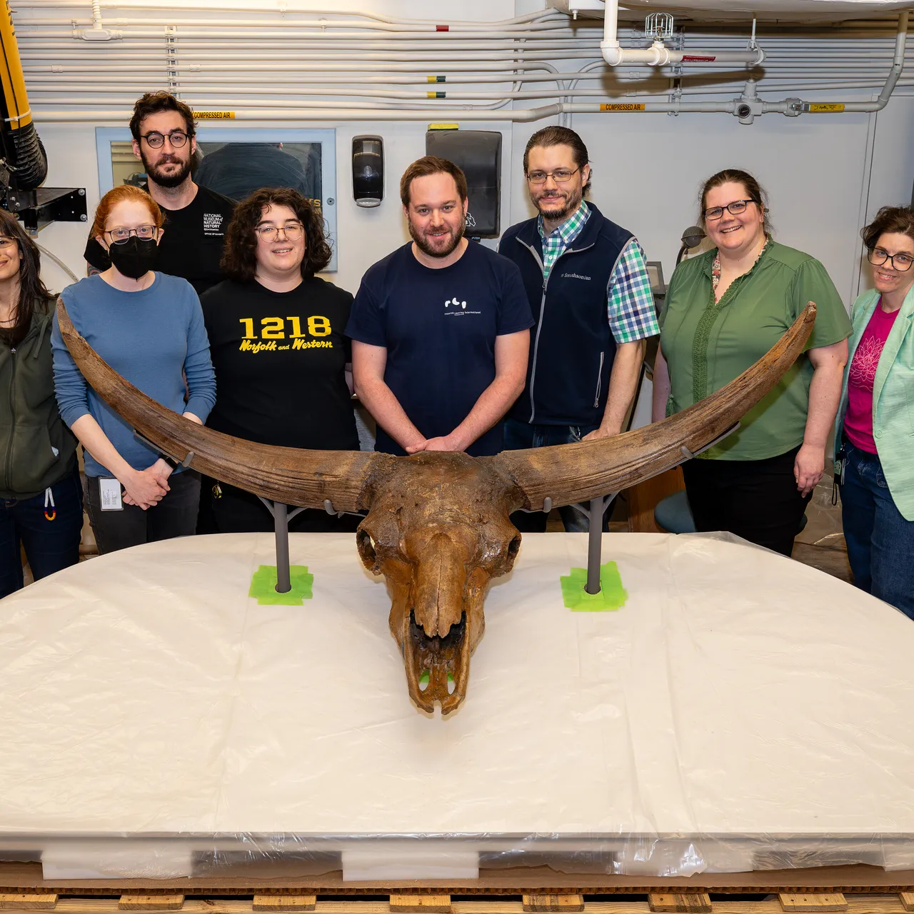 Prehistoric Bison Latifrons