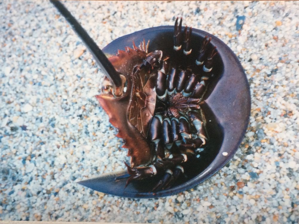 An upside down horseshoe crab on the Jersey Shore Smithsonian Photo