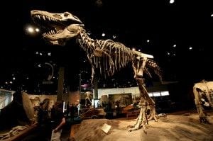 20110520083138tyrell-tyrannosaurus-museum-300x199.jpg