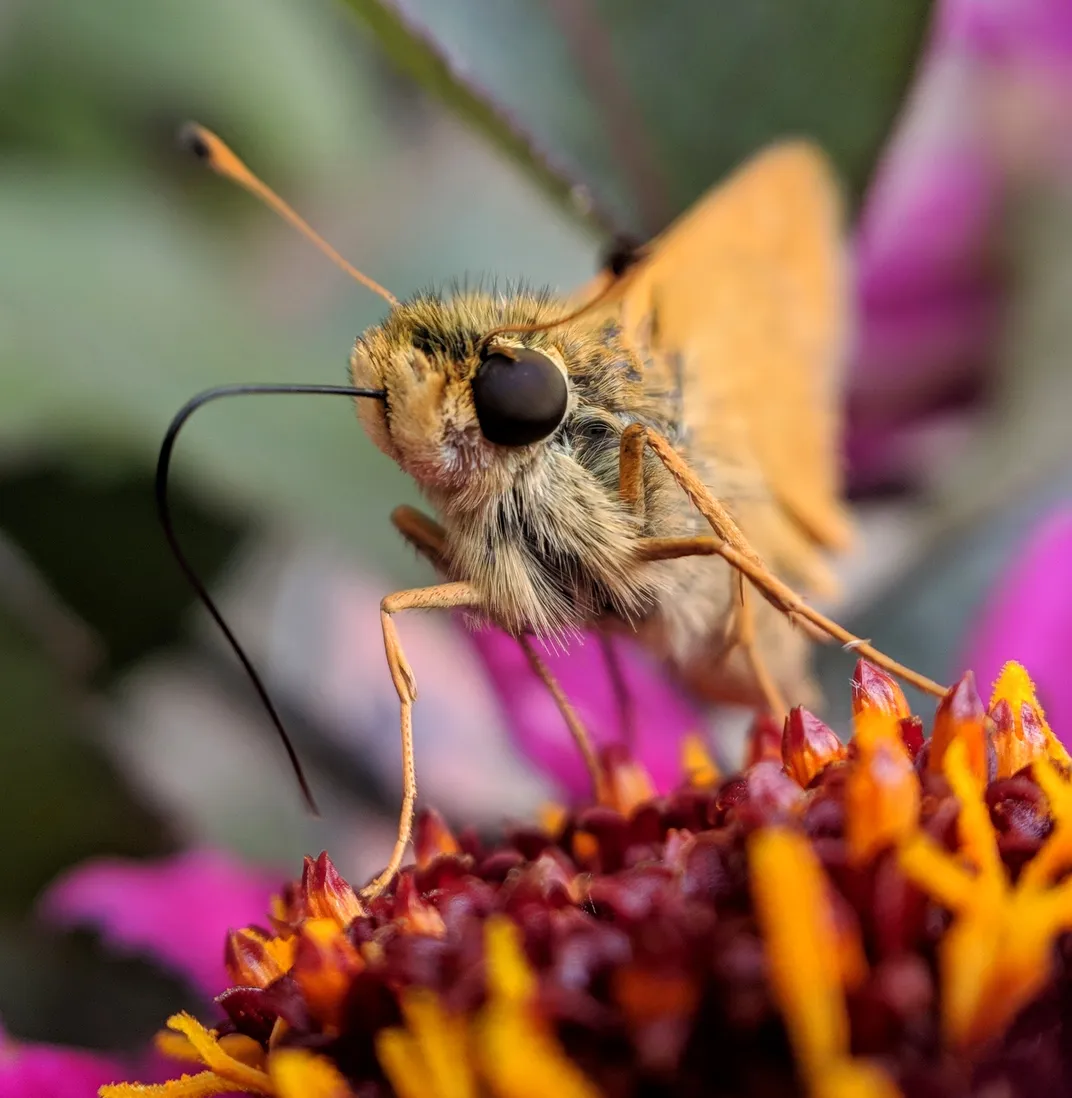 5 - This skipper butterfly is using its proboscis as a straw, withdrawing nectar from this pink zinnia.