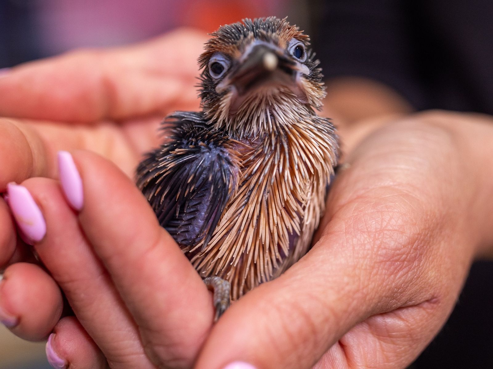 Four Rare Guam Kingfisher Chicks Hatch at Virginia Facility, Making an 'Incredibly Valuable' Addition to the Small Population of Extinct-in-the-Wild Birds