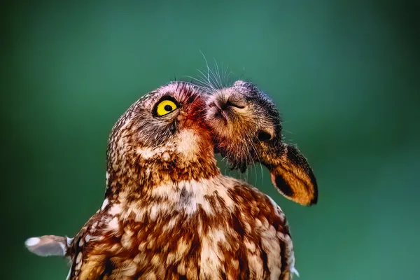 Special Treat thumbnail