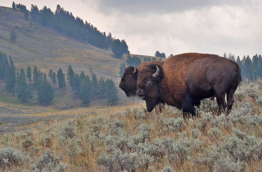 Buffalo Couple | Smithsonian Photo Contest | Smithsonian Magazine