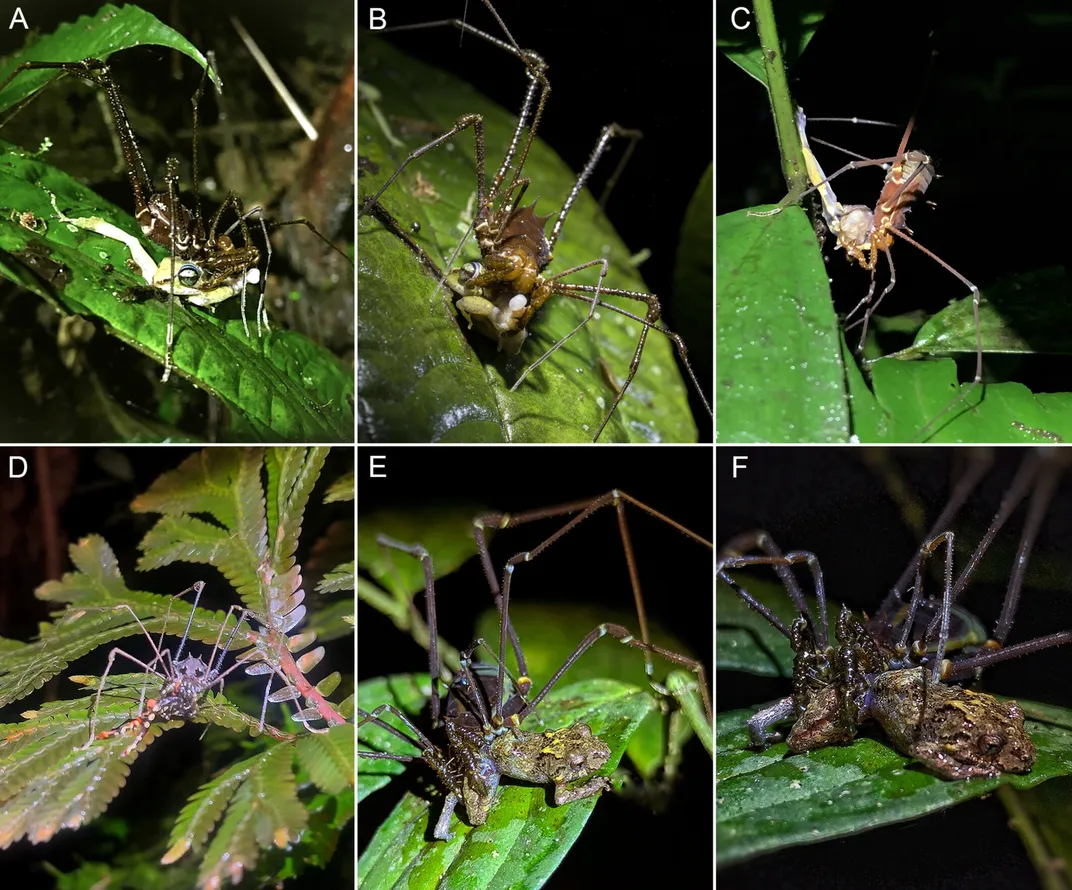 A collage of photos showing harvestmen eating frogs on leaves