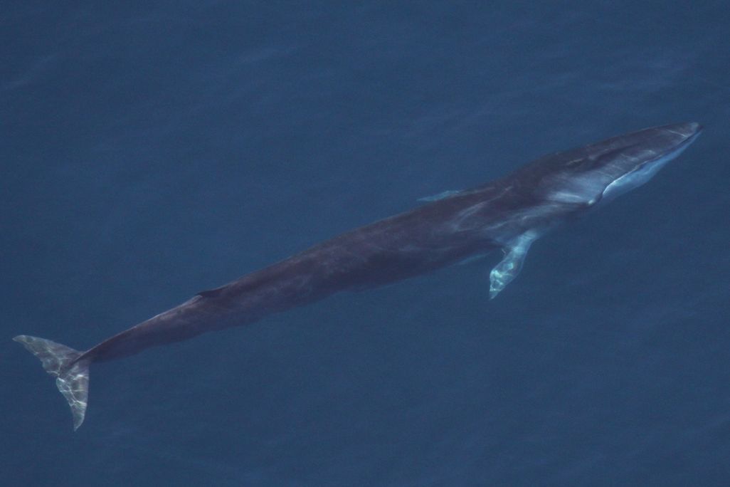 An endangered fin whale