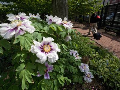 A tree peony blooms in the Mary Ripley Garden