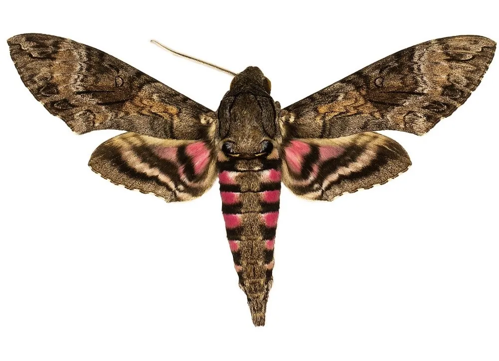 The National Museum of Natural History’s Lepidoptera collection holds up to half of the world's species of hawk moths, important pollinators for many wild ecosystems. There are over 1450 species of hawk moths in total on Earth. (Smithsonian)