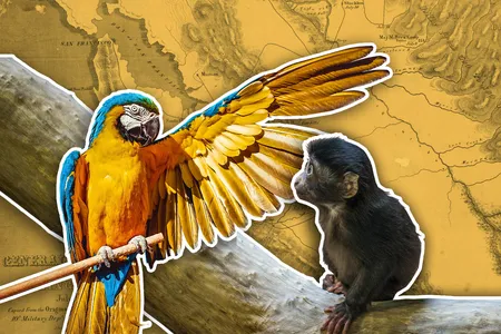 Exotic animals including parrots and monkeys served as pets and entertainment in California in the 1850s.