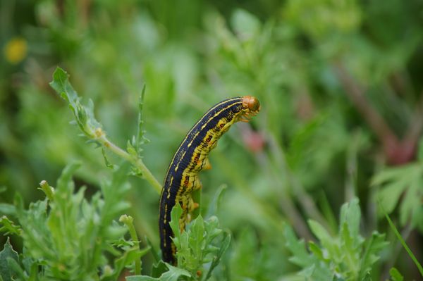 Caterpillar Standing Up in Weeds thumbnail