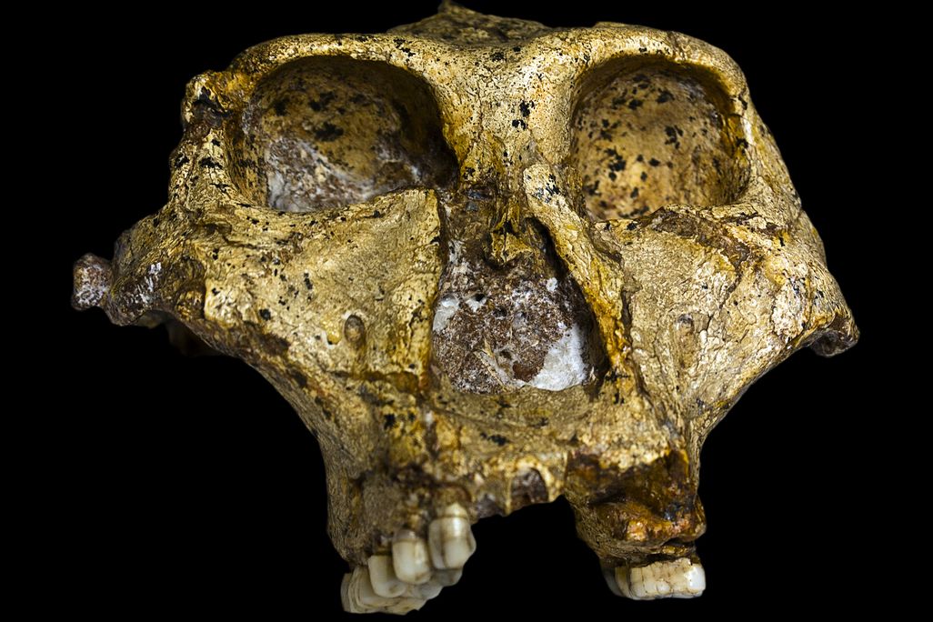 Fossilized skull of human-like creature