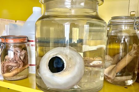 A giant eye sits in a clear, glass container next to a smaller octopus and squid in glass containers on either side of the eye.