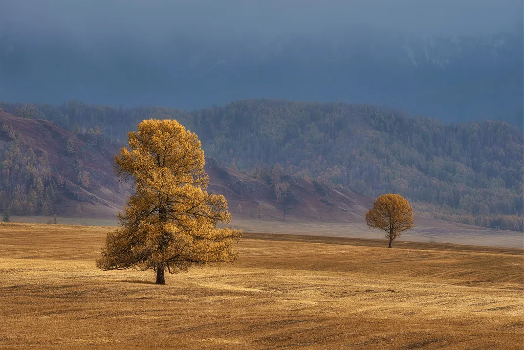 Golden Trees