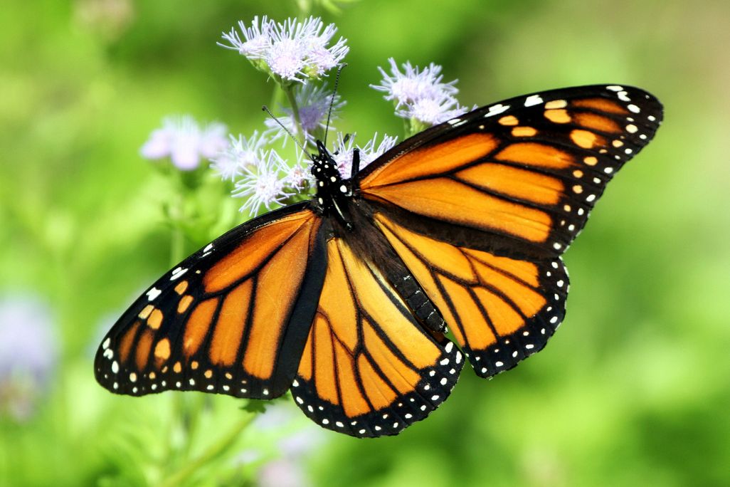 Monarch butterfly on Blue Mistflower