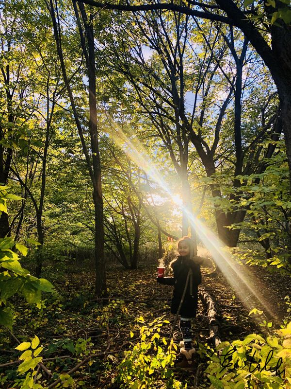 A sun ray through the woods thumbnail