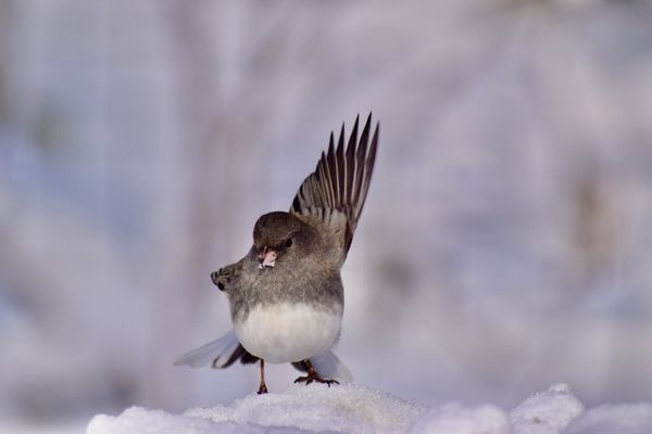 Snowy Beak Sparrow thumbnail