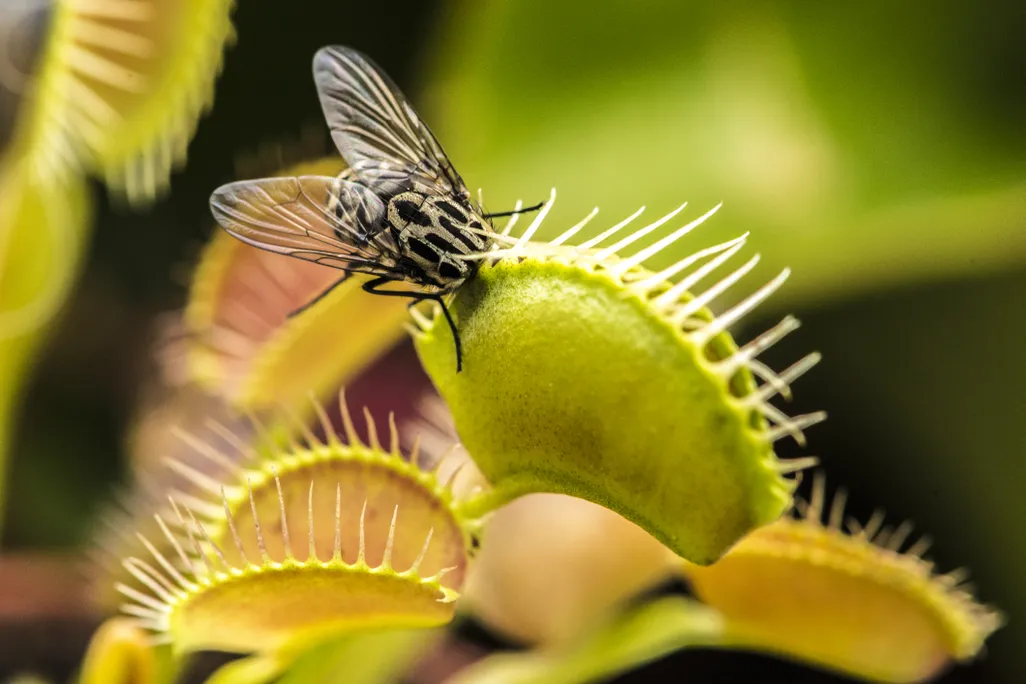 Insect perching on a Venus flytrap