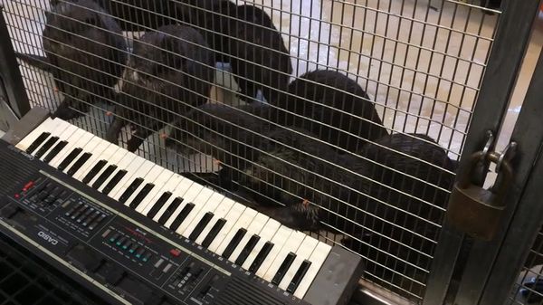 Preview thumbnail for Otters Play a Piano at the National Zoo