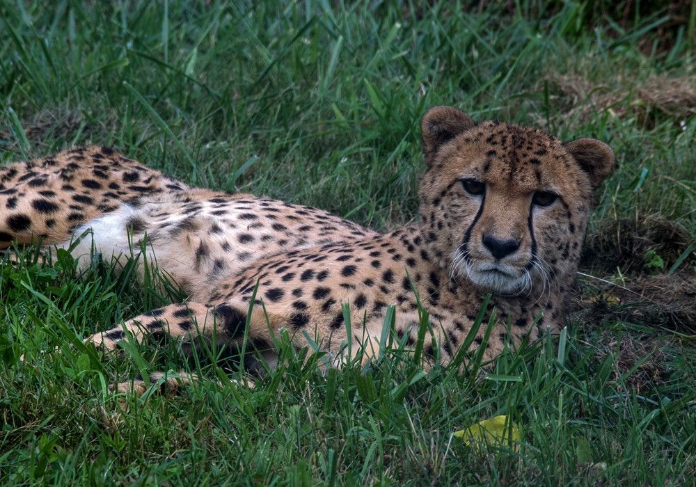 The first cheetah cub born at the Smithsonian Conservation Biology Institute celebrated his 10th birthday last year, marking a decade of the facility's successful cheetah breeding program.