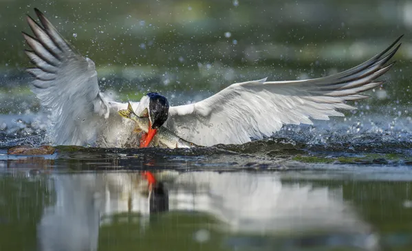 Caspian tern fishing thumbnail