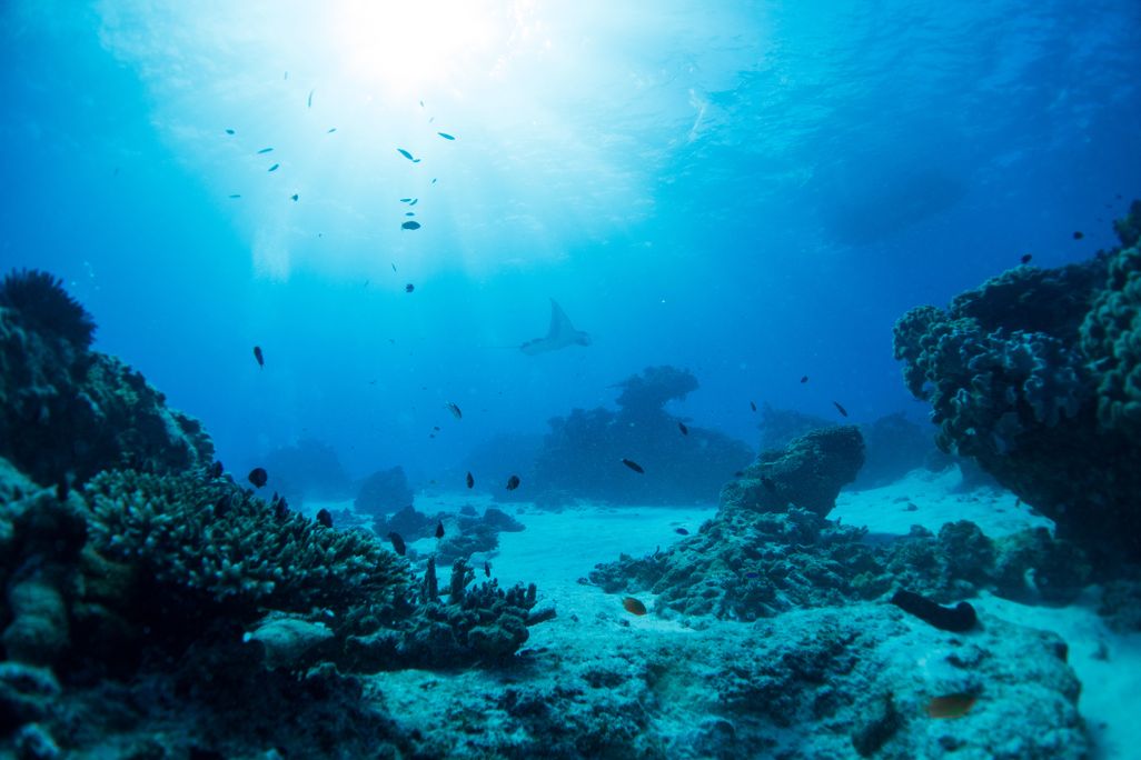 dark coral, fish and distant manta rays underwater