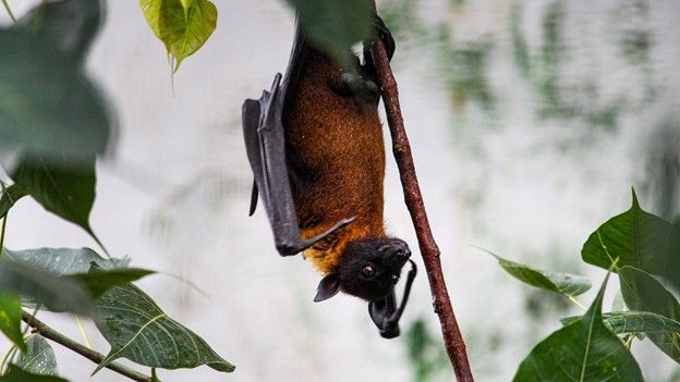 A bat hangs upside-down on a thin branch during the day. Green leaves line the frame of the photo.