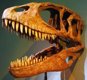 20110520083133skull-wikipedia-carcharodontosaurus-300x276.jpg