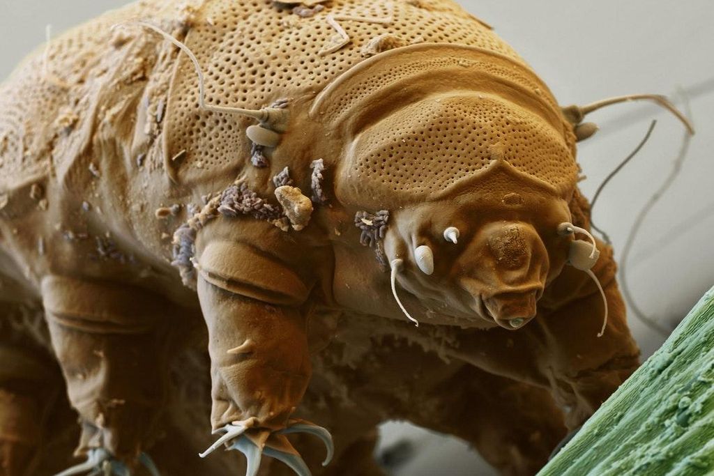 Tardigrade