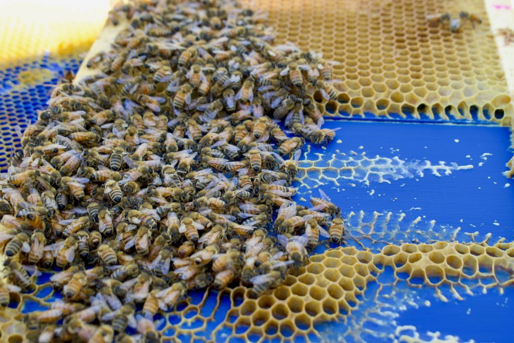 Abejas construyendo panales sobre plástico.